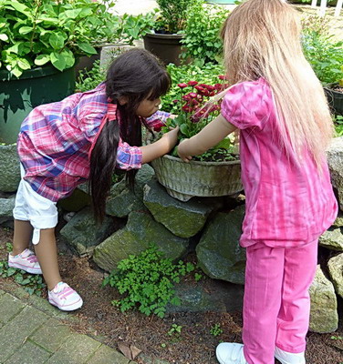 Dernea, Aleta